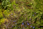 Monet's Garden 4 