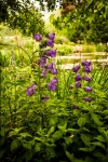 Monet's Garden 3 