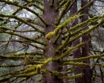 Alaskan Moss Covered Tree 