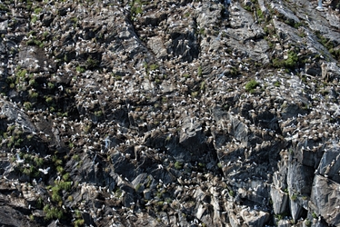 Tons of Kittiwakes 