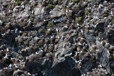 Some Kittiwakes 