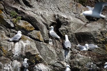 A few Kittiwakes 