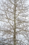 Aspen with Falling Snowflakes 