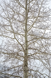 Aspen with Falling Snowflakes 