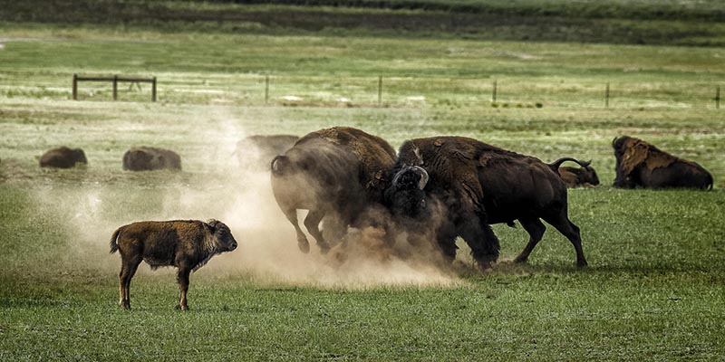 Baby Buffalo 