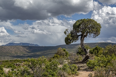 Black Canyon Pinyon Pine Tree  