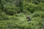 Colorado Bull Moose Checking His  Perimeter 