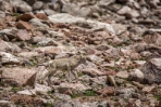 Baby Bighorn Trying to Keep Up with Mom 