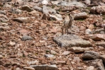 Baby Bighorn Standing Guard 