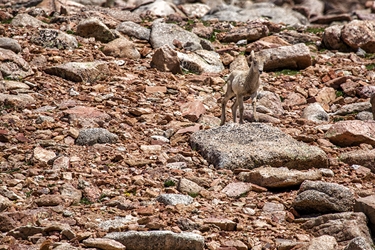 Baby Bighorn Standing Guard 