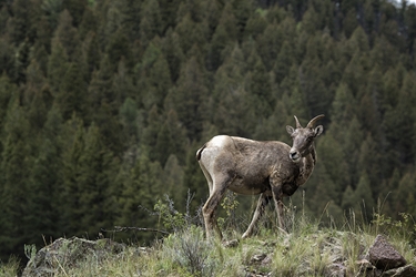 Bighorn Ewe Near South Fork, Colorado 