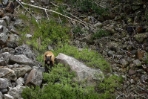 Colorado Cinnamon Bear on the Mountainside 