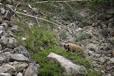 Colorado Black Bear Foraging for Berries 