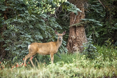 Deer Among the Evergreens 