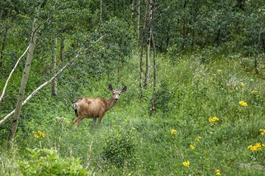 Deer Among the Yellow Flowers 