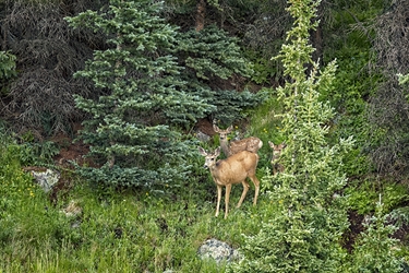 Doe with Two Fawns 