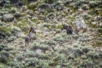 Two Young Bull Moose Deciding on a Path 