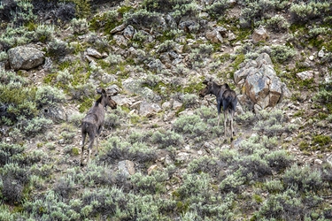 Two Young Bull Moose Deciding on a Path 