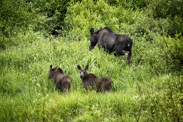 Cow and Twin Calves with One on Guard 