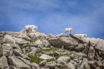 White Mountain Goat Baby Playing on the Edge of Mt. Evans 