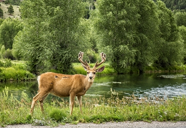 11 Point Buck? 