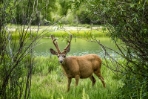 Buck with Six Plus Points in Velvet 