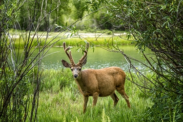 Buck with Six Plus Points in Velvet 