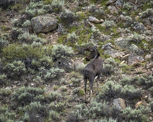 Young Bull Moose Looking for a Path 