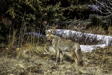 Coyote Posing for the Camera 