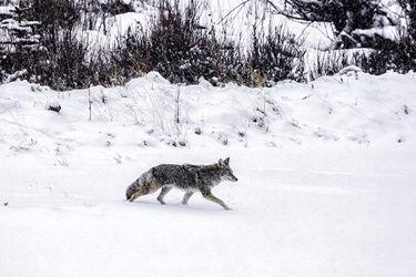 Coyote on the Prowl 