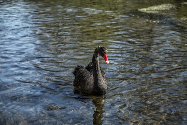 Black Swan 