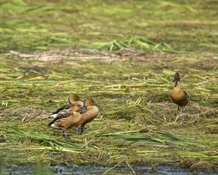 Fulvous Whistling Duck 