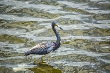 Great Blue Heron Fishing 