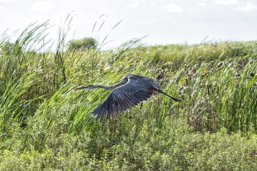 Great Blue Heron in Flight 