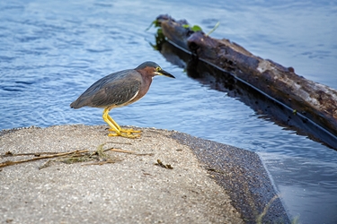 Green Heron  