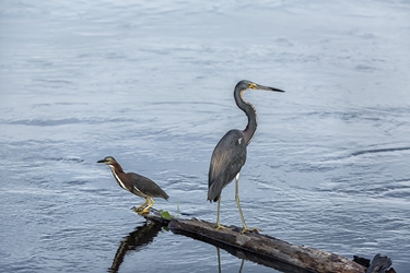 Green and Great Blue Heron Fishing Together 