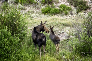 Momma Moose Checking the Rear Guard with Calf 