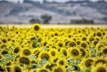 Olathe Sunflower Standout 