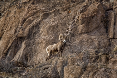 Bighorn Ram on the Rocky Ledges Near Lake City, Colorado 