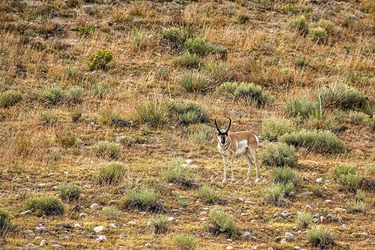 Pronghorn Antelope 