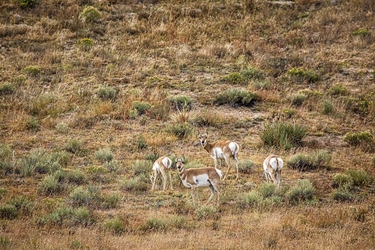 Pronghorn Antelope Eyes and Butts 