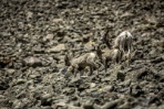 Bighorn Ewe and Twin Lambs Climbing the Rocky Mountainside Near Lake City, Colorado 