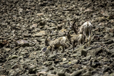 Bighorn Ewe and Twin Lambs Climbing the Rocky Mountainside Near Lake City, Colorado 