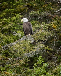 Bald Eagle Watchful Eyes 