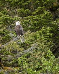 Bald Eagle Watchful Eyes 2 