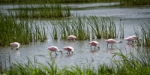 A 'Bowl' of Roseate Spoonbills 