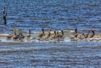 Brown Pelicans on a Sandbar 