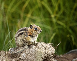 Sitting on a Rock 