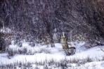 Coyote Waiting in the Snow 