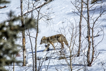 Coyote Sneaking Away 